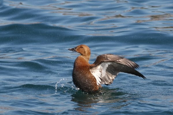 King Eider 미등록(미...